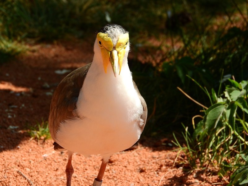 Vanellus Miles