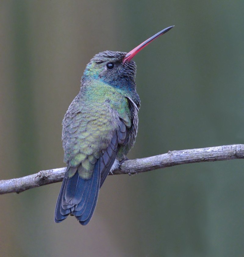 Broad-billed Hummingbird