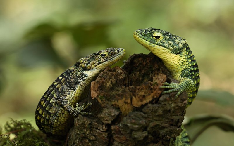 Abronia taeniata