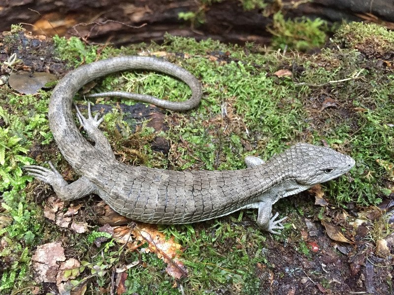 Abronia anzuetoi