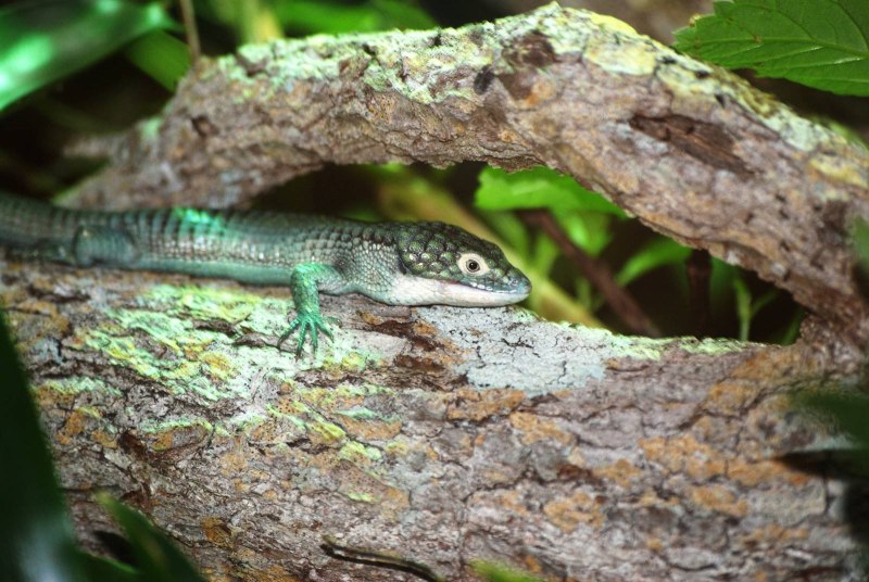 Abronia graminea