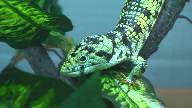 Abronia graminea