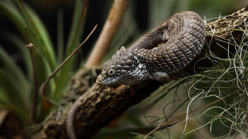 Abronia oaxacae