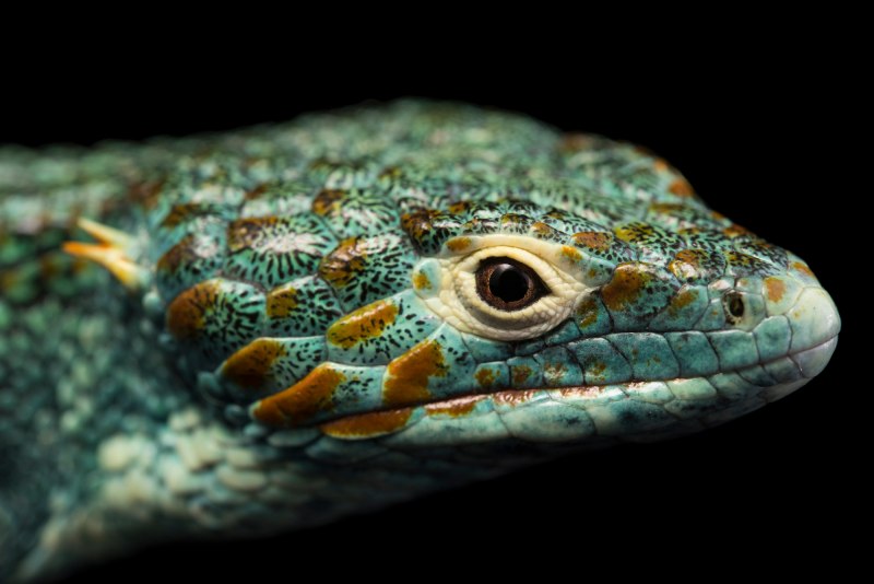 Joel Sartore