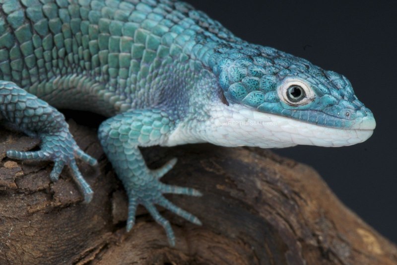 Abronia graminea