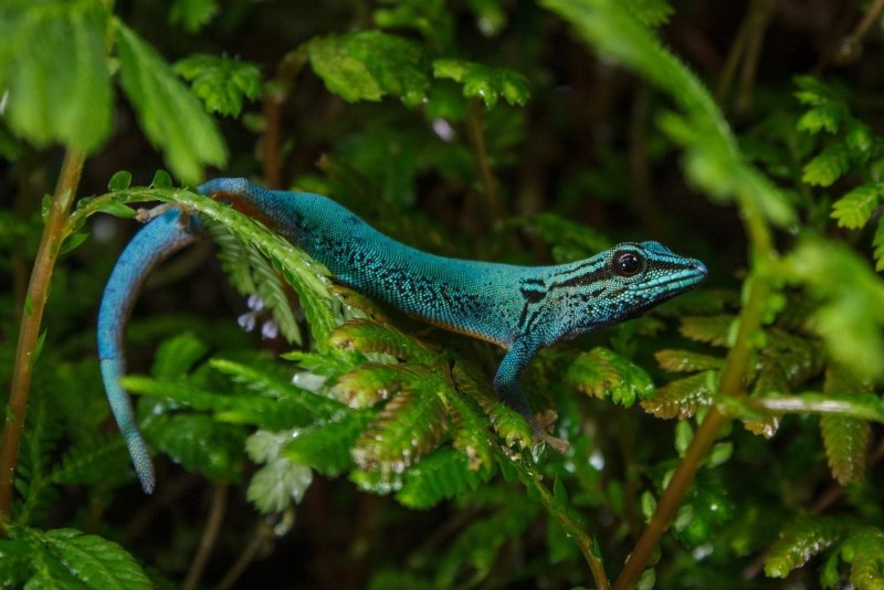 Lygodactylus conraui