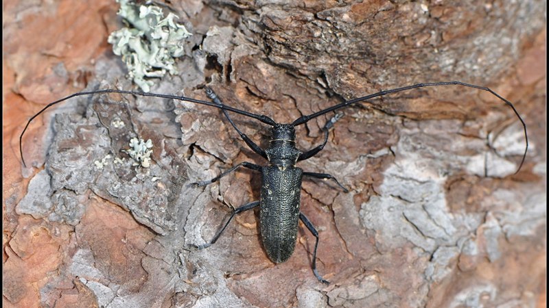 Черный Сосновый усач (Monochamus galloprovincialis oliv.)