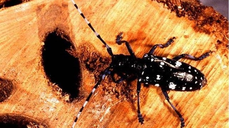 Anoplophora glabripennis
