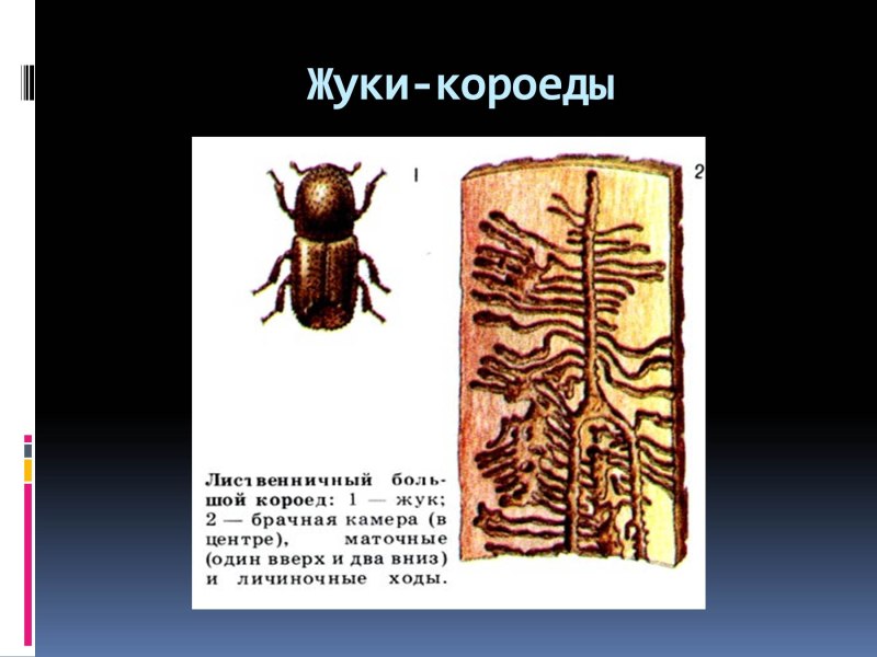 Жук короед отряд насекомых