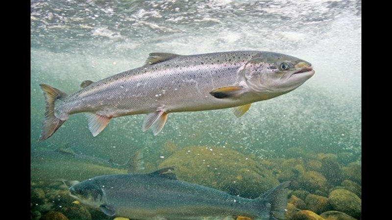 Атлантический лосось Salmo Salar