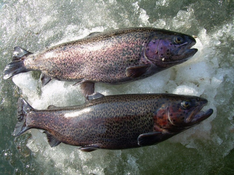 Микижа Камчатская