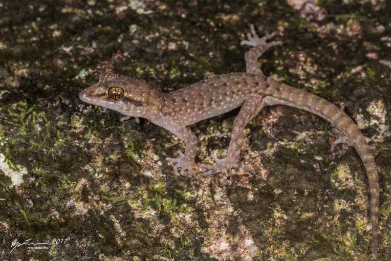 Nactus pelagicus