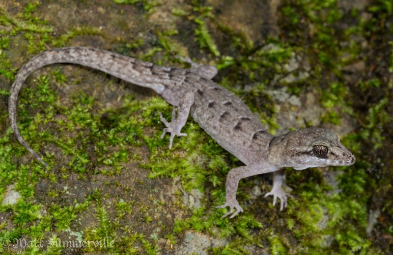 Nactus coindemirensis