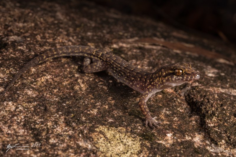 Naultinus tuberculatus