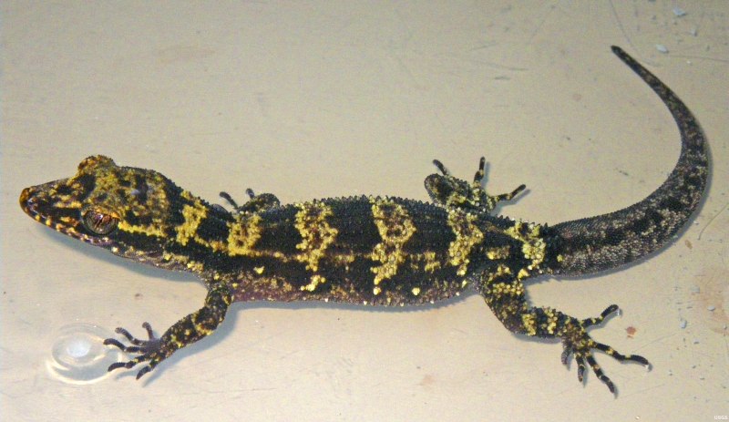 Nactus pelagicus