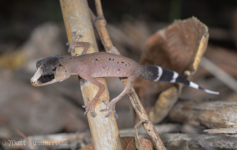 Nactus coindemirensis