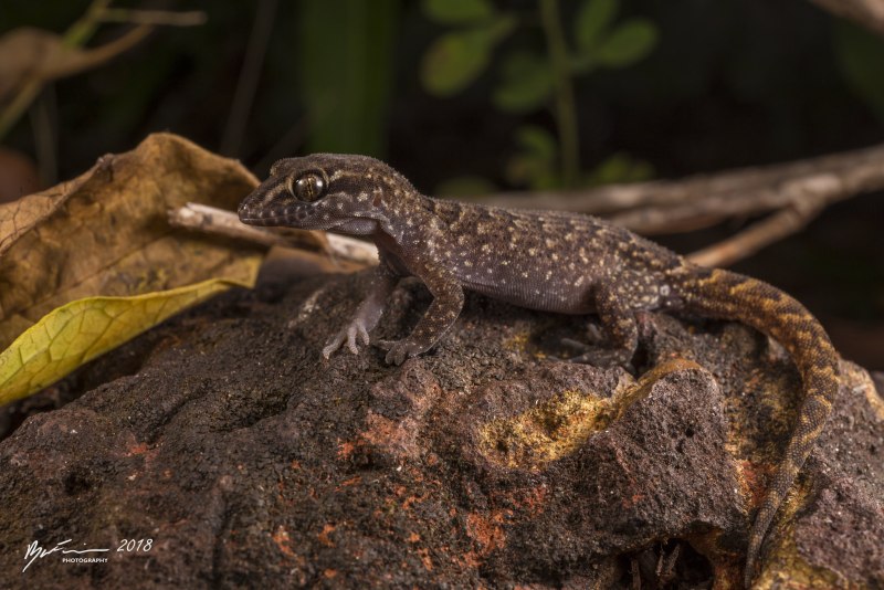 Nactus serpensinsula