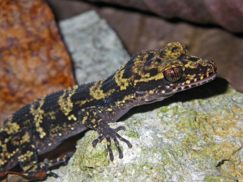 Nactus pelagicus