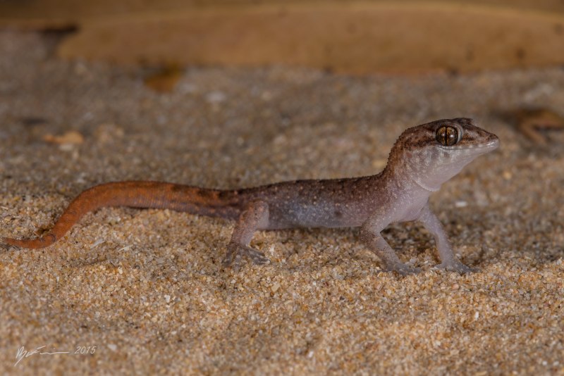 Nactus pelagicus