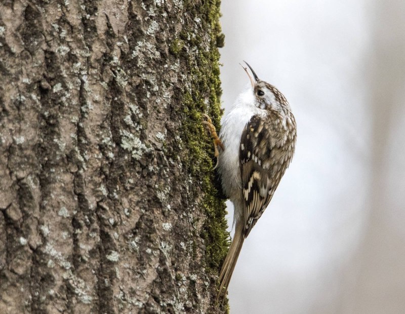 Certhia familiaris