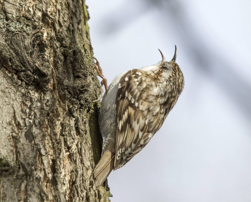 Certhia familiaris