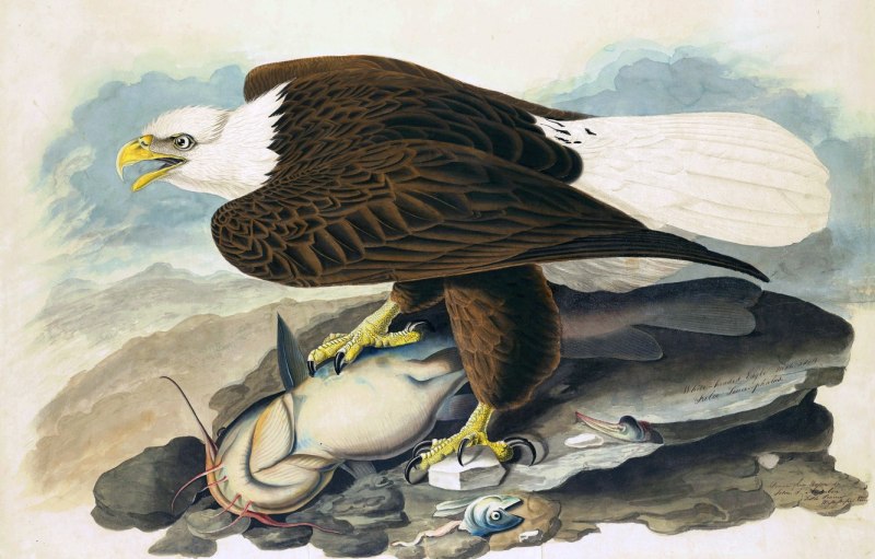 Джон Джеймс Одюбон 1785–1851