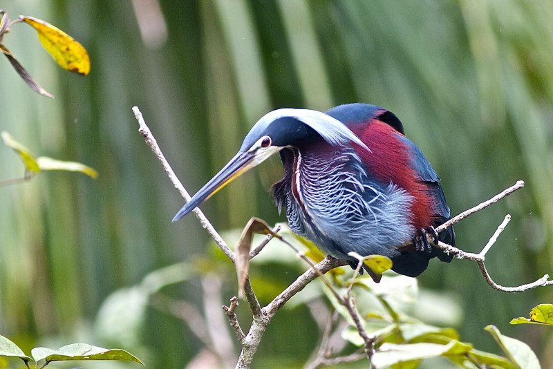 Agami Heron