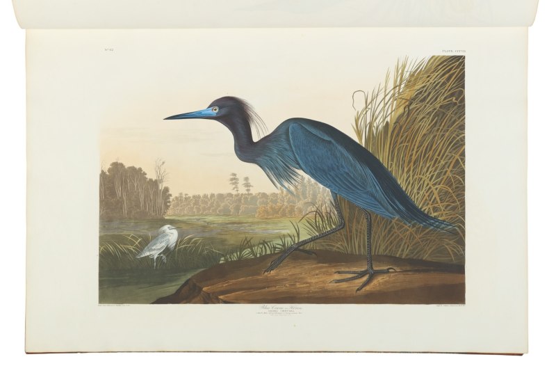 Джон Джеймс Одюбон птицы Америки 1827-1838