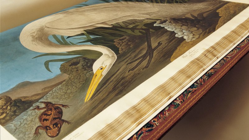 Книга птицы Америки Джон Джеймс Одюбон