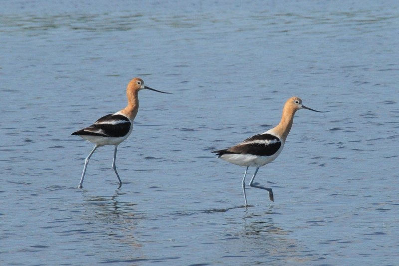 Avocet Bird
