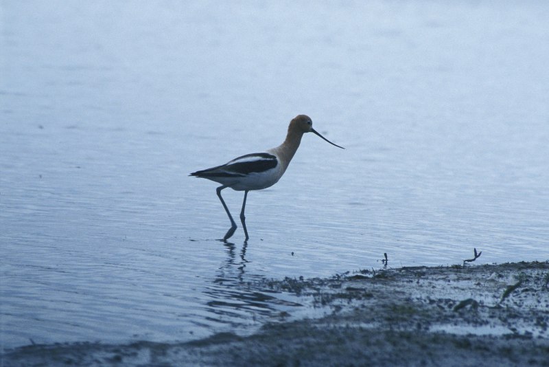 Avocet перевод