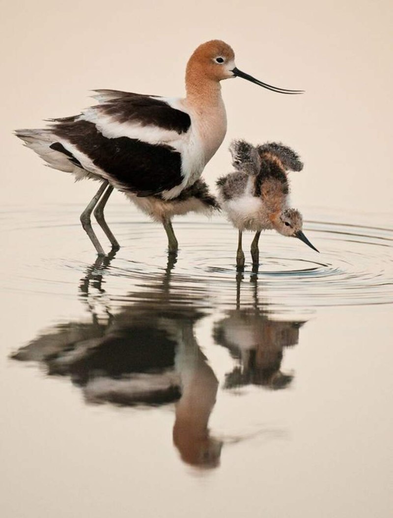 Avocet