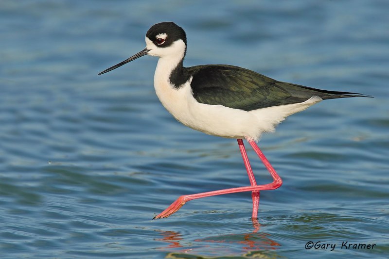 Шилоклювка (himantopus himantopus).