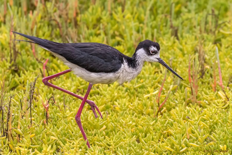 Шилоклювка (himantopus himantopus).