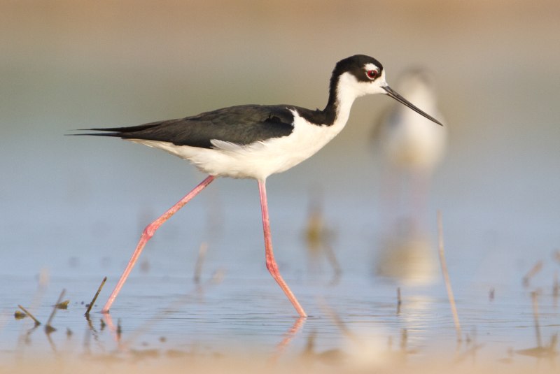 Himantopus mexicanus