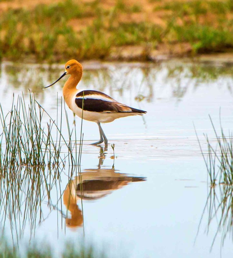 Avocet Bird