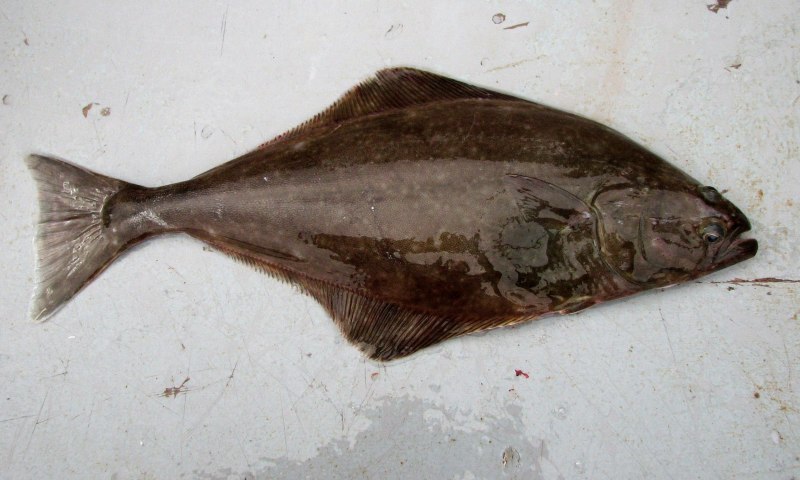 Атлантический белокорый палтус Hippoglossus Hippoglossus