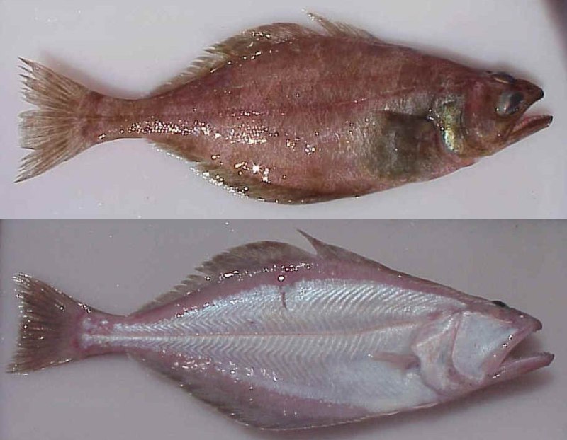Atheresthes stomias