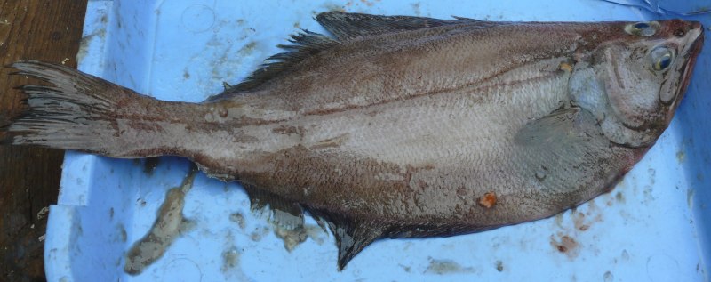 Atheresthes evermanni