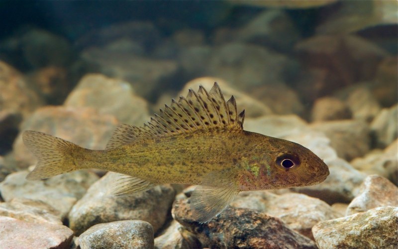 Обыкновенный подкаменщик (COTTUS gobio)