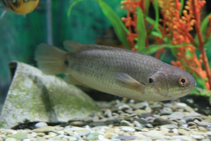 Рыба анабас (Anabas testudineus)