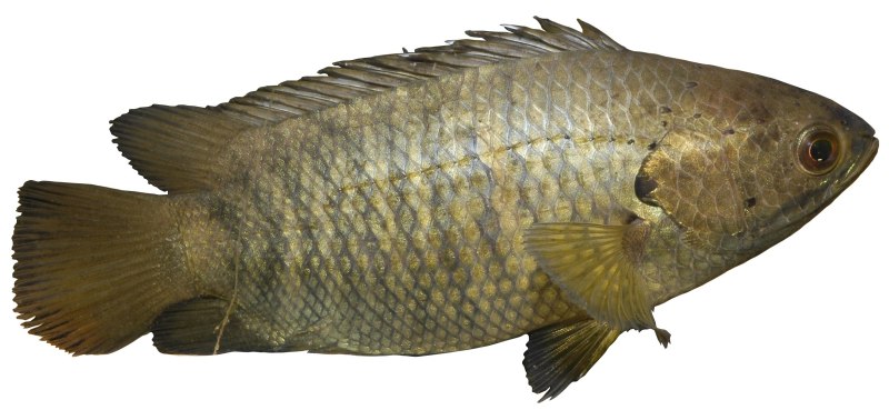 Рыба анабас (Anabas testudineus)
