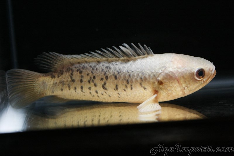 Рыба анабас (Anabas testudineus)