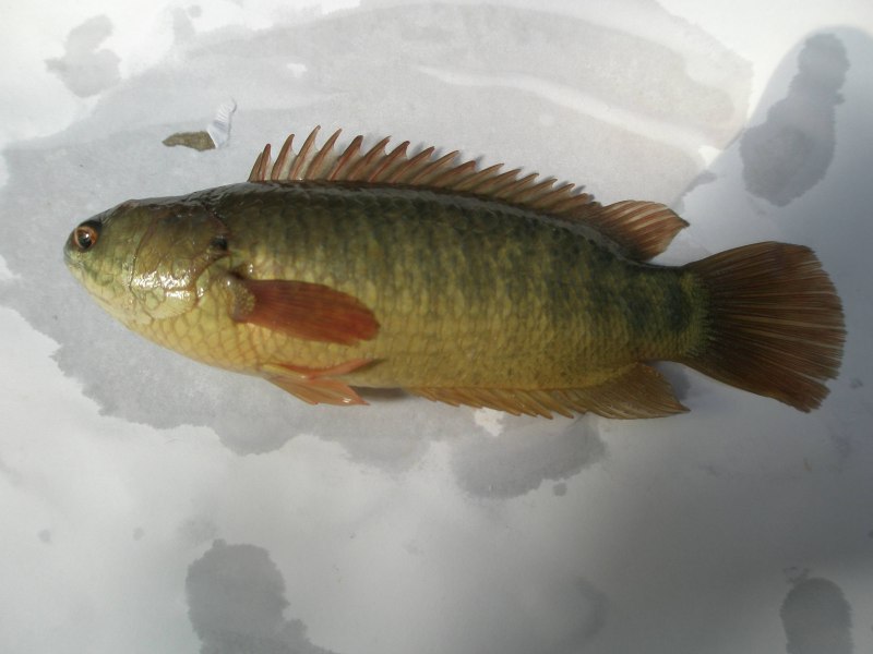 Рыба анабас (Anabas testudineus)