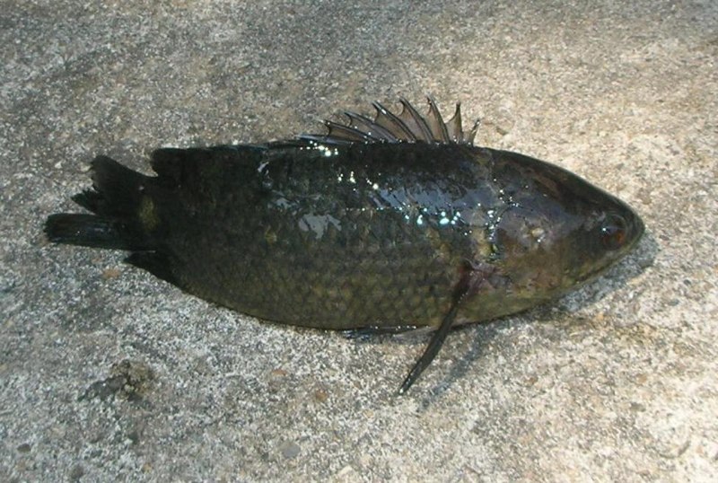 Discocyrtis testudineus