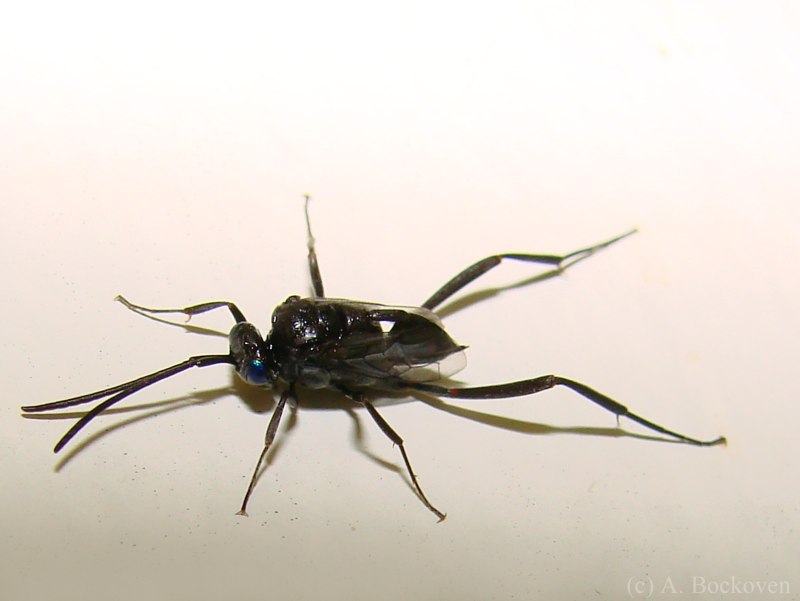 Ensign Wasp насекомое