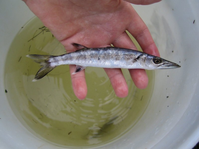 Sphyraena Barracuda Fish record
