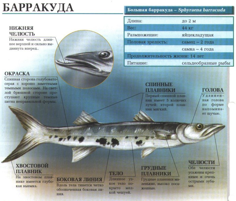 Барракуда и щука