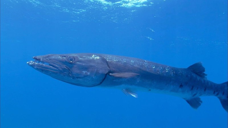 Sphyraena acutipinnis – остропёрая Барракуда