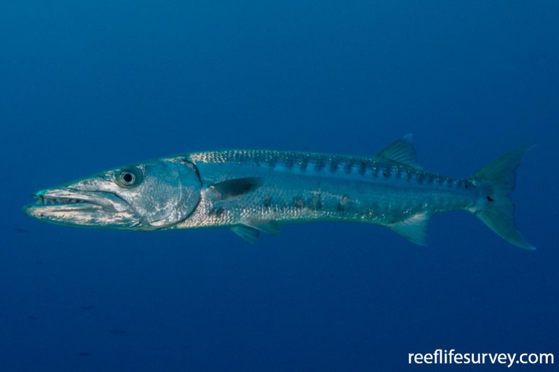 Sphyraena Sphyraena